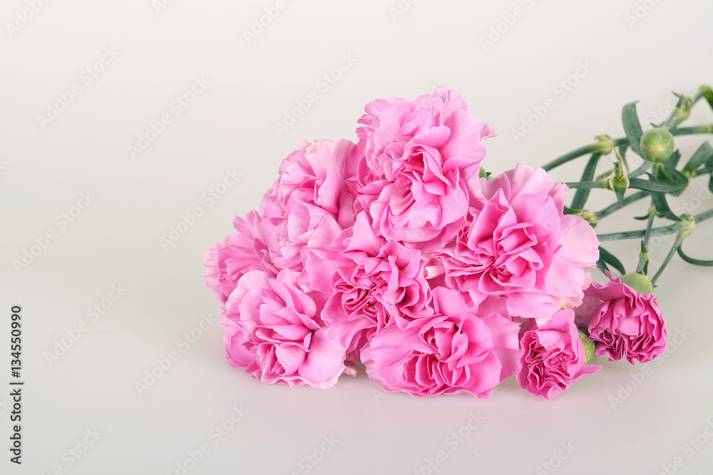 Beautiful carnation Beautiful carnation
