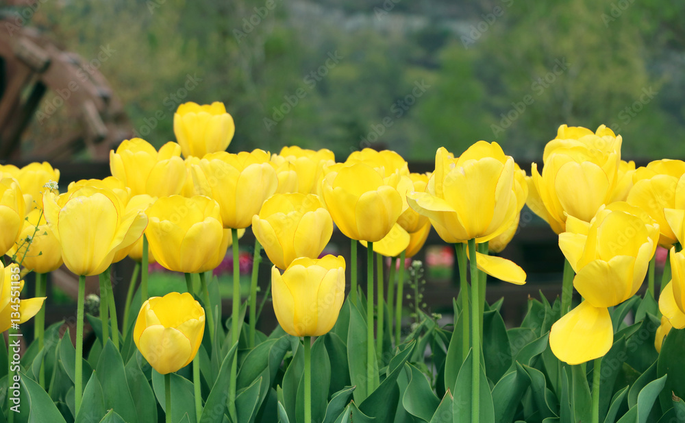 Obraz premium Beautiful bouquet of tulips