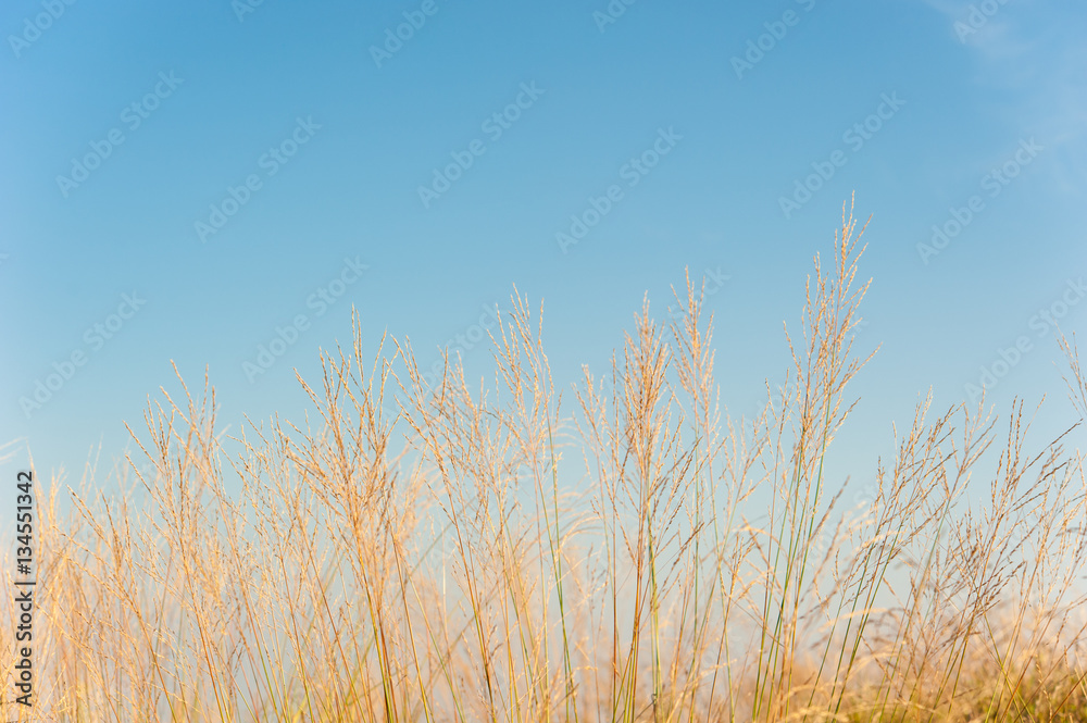 Fototapeta premium Grass field landscape in nature ,with blue sky