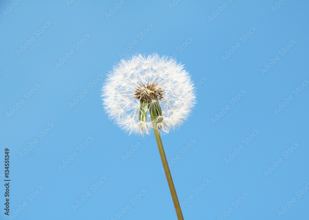Dandelion flower over blue sky
