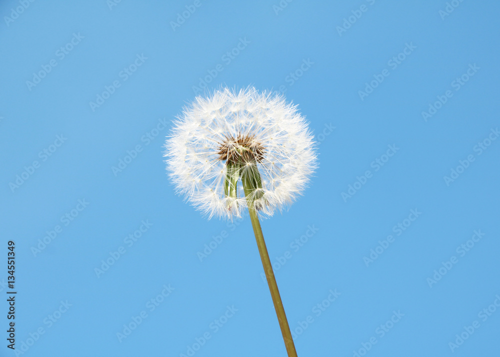 Dandelion flower over blue sky Dandelion flower over blue sky