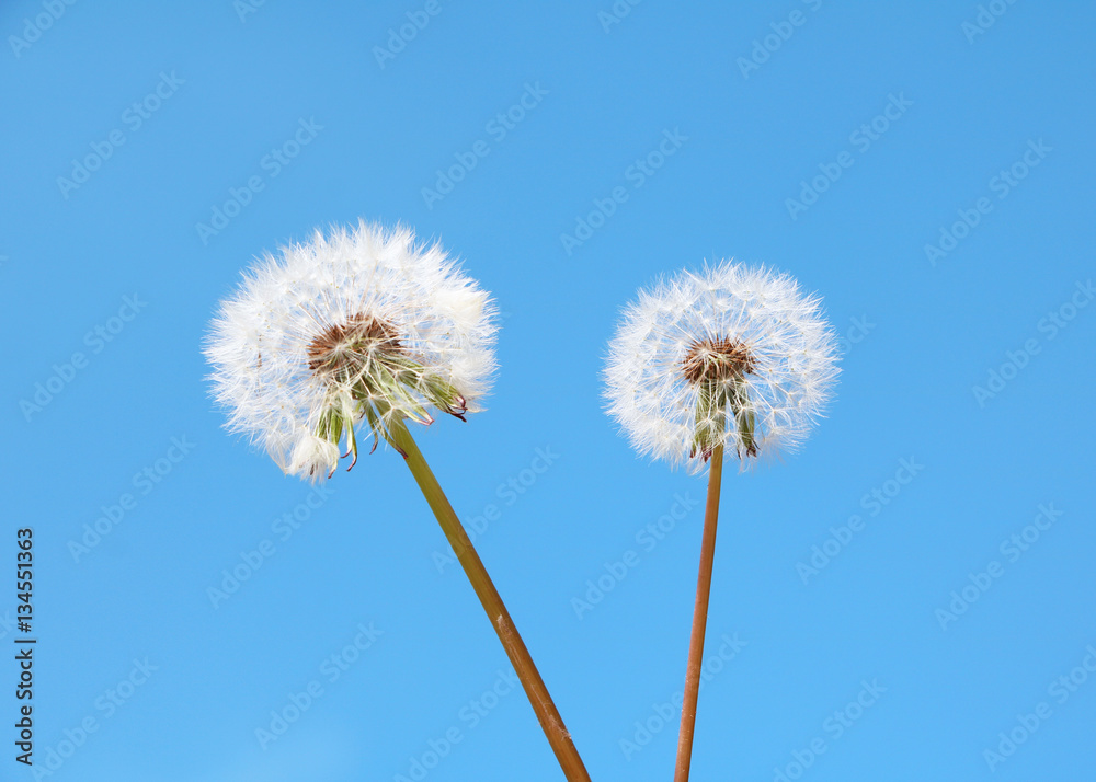 Dandelion flower over blue sky Dandelion flower over blue sky