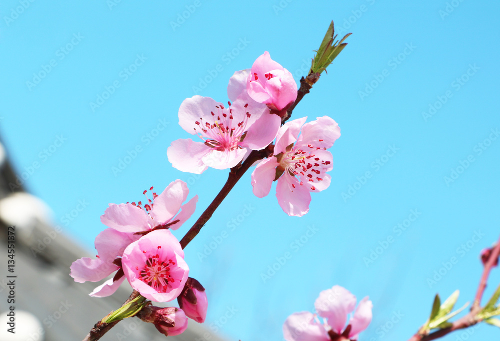 Pink apricot flowers