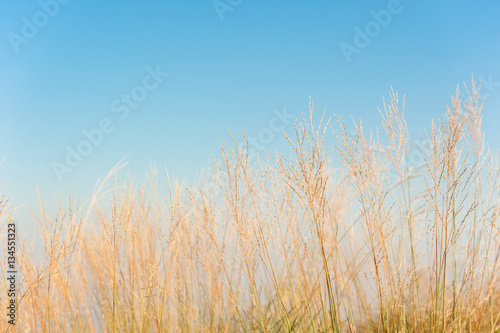 Grass field landscape in nature  with blue sky