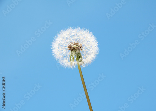 Fototapeta Naklejka Na Ścianę i Meble -  Dandelion flower over blue sky