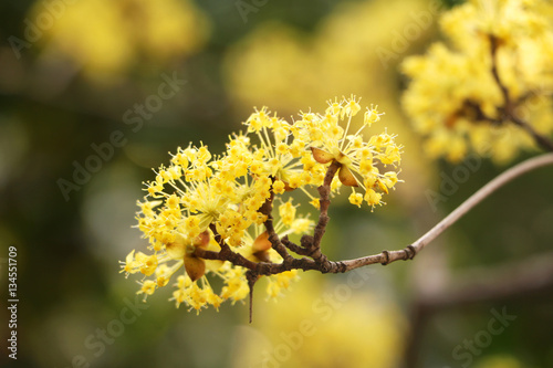 Beautiful cornus mas