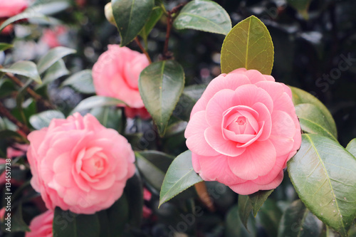 Pink camellia blooming photo