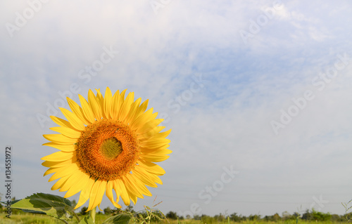 Field of sunflowers . Close up of sunflower against a field