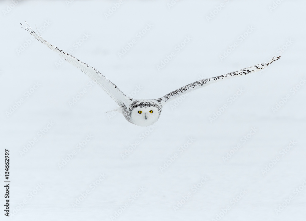 Fototapeta premium Snowy Owl in Flight over Snow Field in Winter