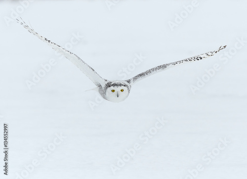 Snowy Owl in Flight over Snow Field in Winter