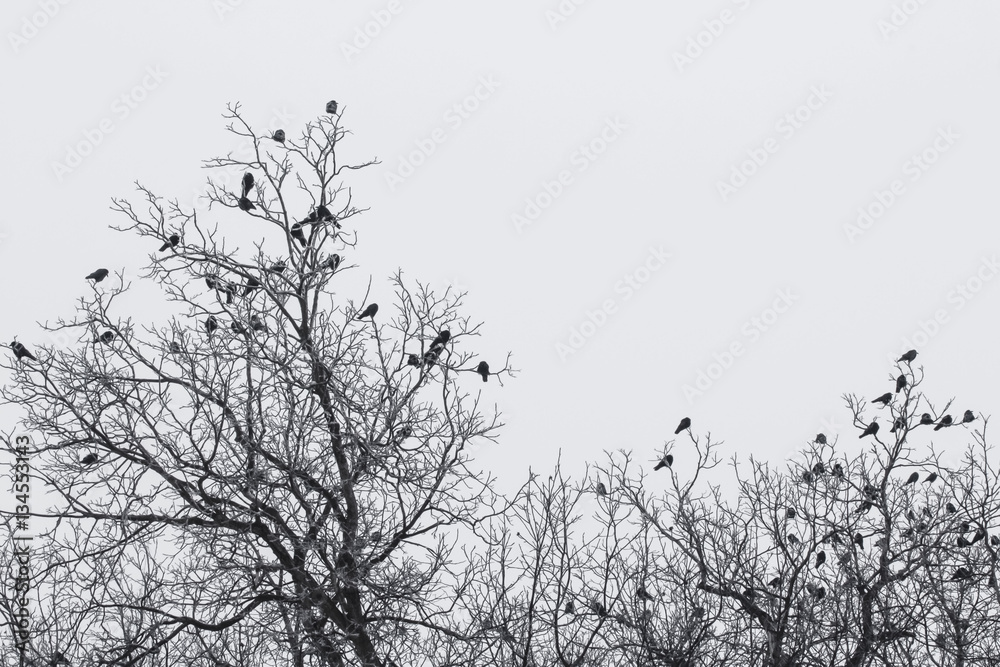 Obraz premium a flock of crows on trees foggy frosty early morning