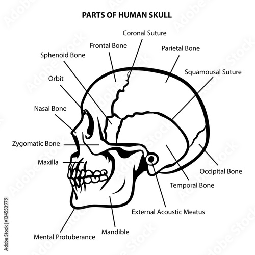 SKULL ANATOMY OUTLINE VECTOR