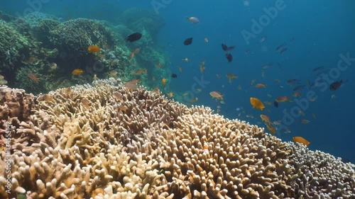 Wallpaper Mural Fish and coral reef. Tropical fish on a coral reef. Wonderful and beautiful underwater world with corals and tropical fish. Hard and soft corals. Diving and snorkeling in the tropical sea. 4K video. Torontodigital.ca