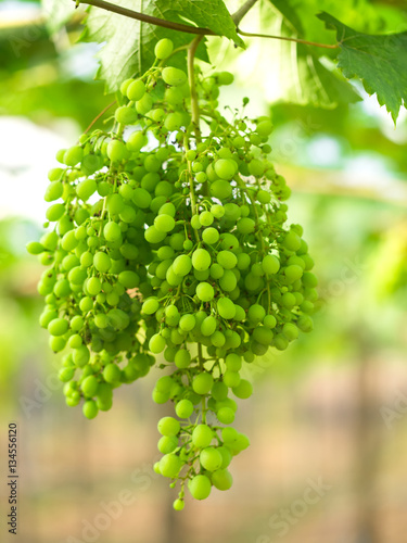 Wine green grapes in vineyard on a sunny day, greenery tone 2017 photo