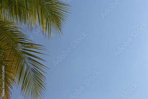 Leaves of palm tree against the bright blue sky. © Elena
