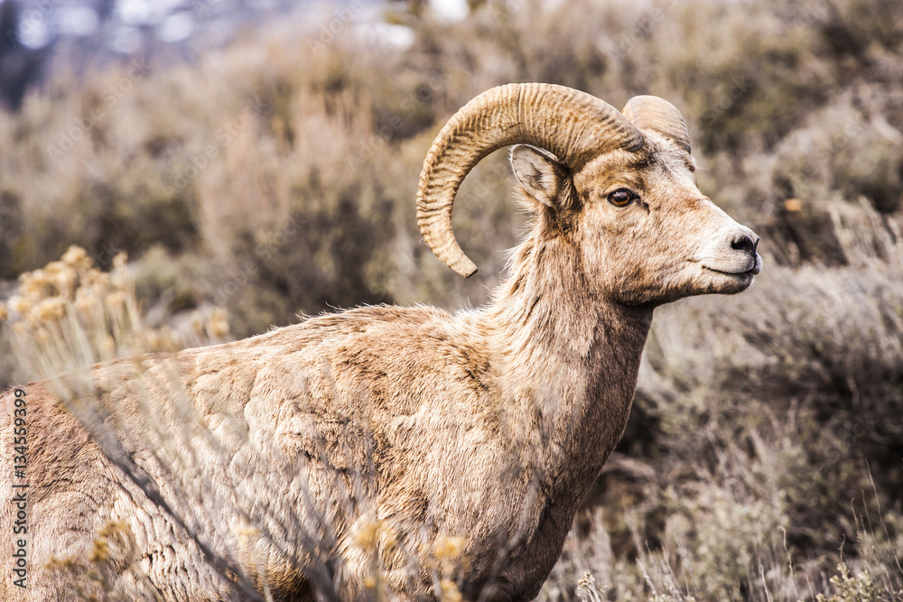 Bighorn Sheep