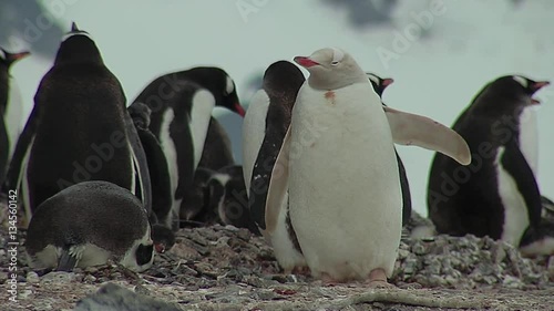 Albino gentoo penguin photo