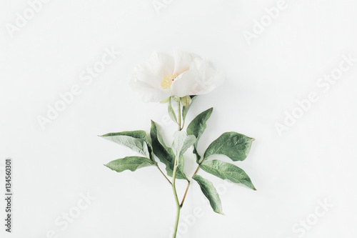 Fototapeta Naklejka Na Ścianę i Meble -  Lone beige peony flower on white background. Flat lay, top view