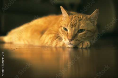 Fototapeta Naklejka Na Ścianę i Meble -  Orange cat in Window Light