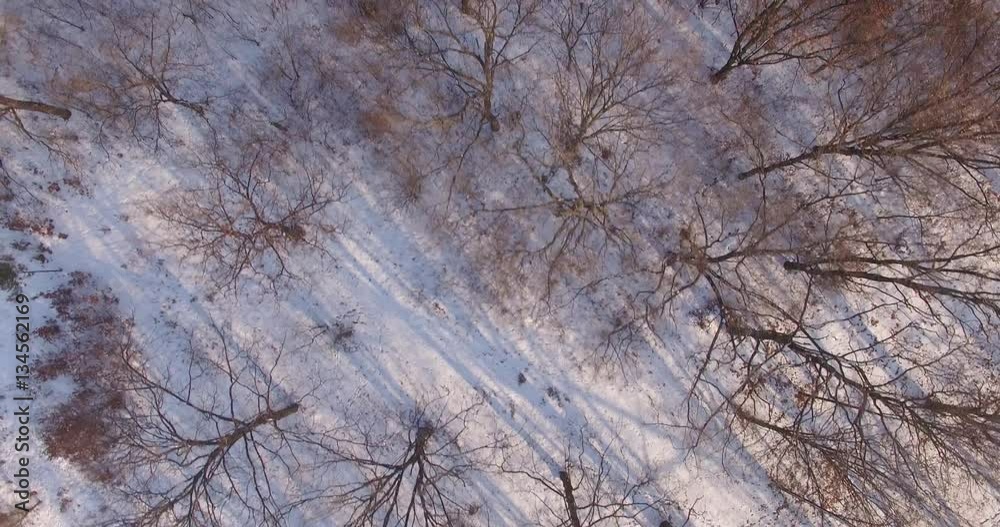 Aerial view of the forest in winter .Flying over the winter forest .Top down aerial view of snowy trees . Looking down Aerial view of the forest in winter .Flying over the winter forest .Top down aerial view of snowy trees . Looking down