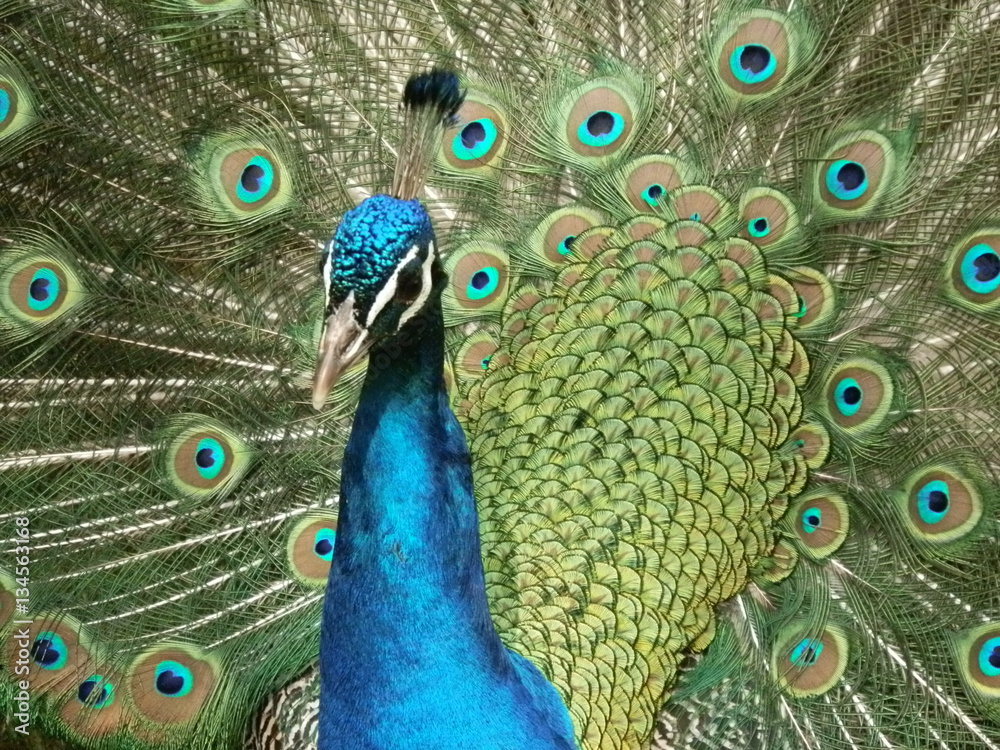 Fototapeta premium Paon bleu faisant la roue