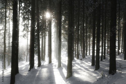 Fototapeta Naklejka Na Ścianę i Meble -  Fichtenwald im Winter