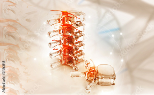 3d render of human spine  on medical background. photo