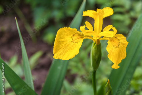 Fototapeta Naklejka Na Ścianę i Meble -  Yellow Iris