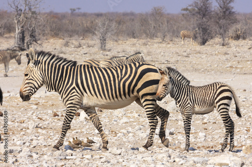 Zebras in Etosha parc Namibia