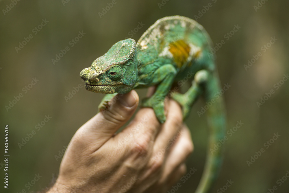 Closeup of a cameleon in his natural habitat staying on a man ha