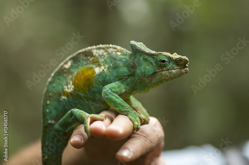 Closeup of a cameleon in his natural habitat staying on a man ha