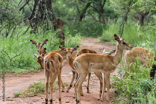 Impala [ Aepyceros melampus ] © Riaan Albrecht