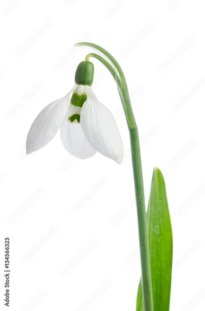 Beautiful Snowdrop flower