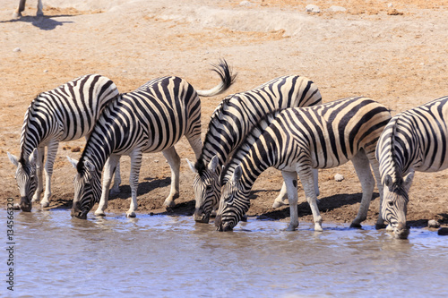 Zebras drinking in Etosha parc Namibia