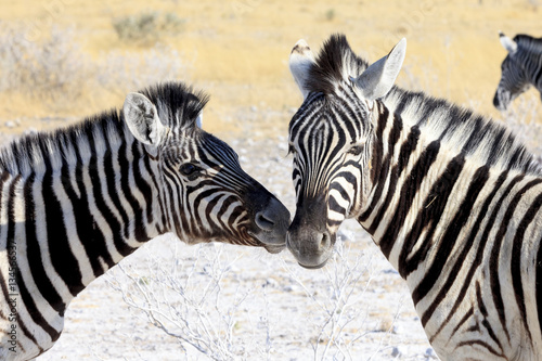 Zebras in Etosha parc Namibia