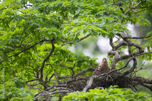 Young tiger heron in treetop nest