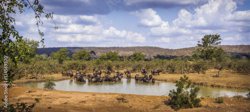 African buffalo in Kruger National park, South Africa