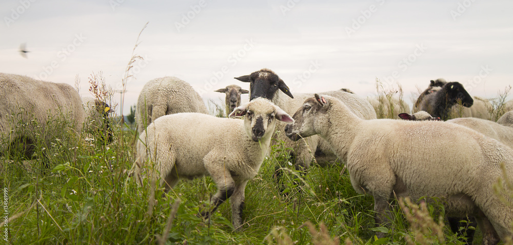 Obraz premium Schafe am Deich