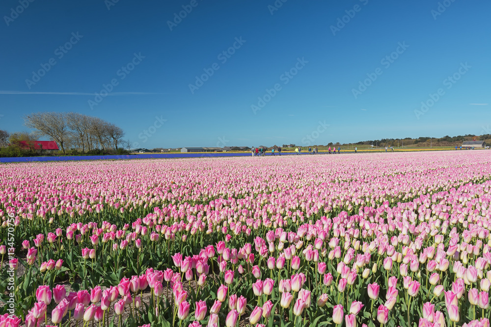 Field with pink tulips