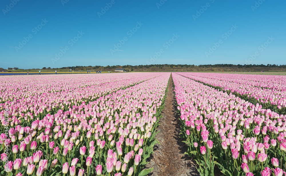 Field with pink tulips