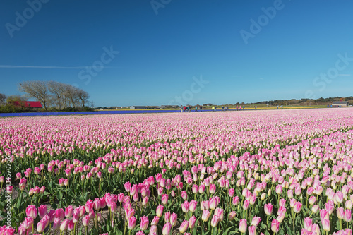 Field with pink tulips