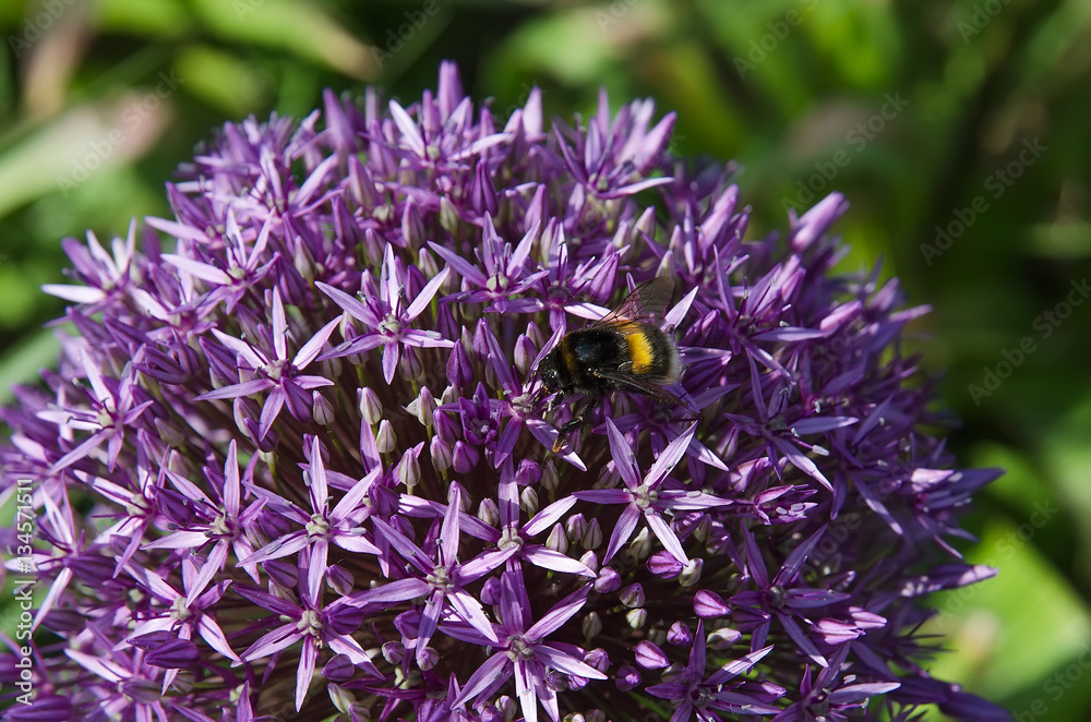 A macro shot of a bumblebee collecting pollen A macro shot of a bumblebee collecting pollen
