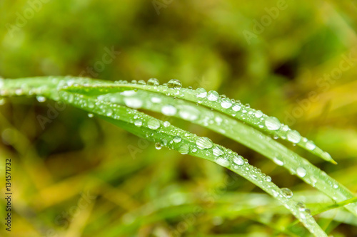 Grass in drops of water