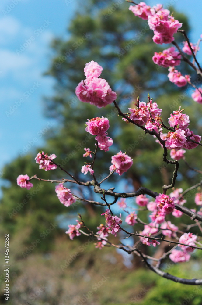 桜 桜