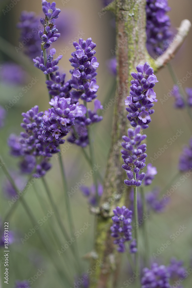 Fototapeta premium Lavendel ( Lavandula )
