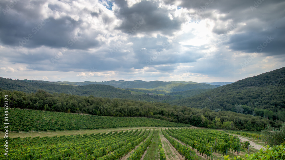 Tuscany, Italy - September 05, 2014: A wineyard in autumn in tuscany, Italy