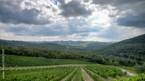 Tuscany  Italy - September 05  2014  A wineyard in autumn in tuscany  Italy