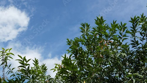 Nice tree top on the bright blue sky and cloud, 4K resolution.