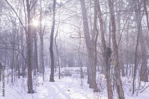 Winter cold forest