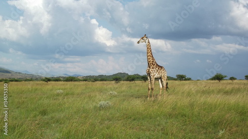 Giraffe 